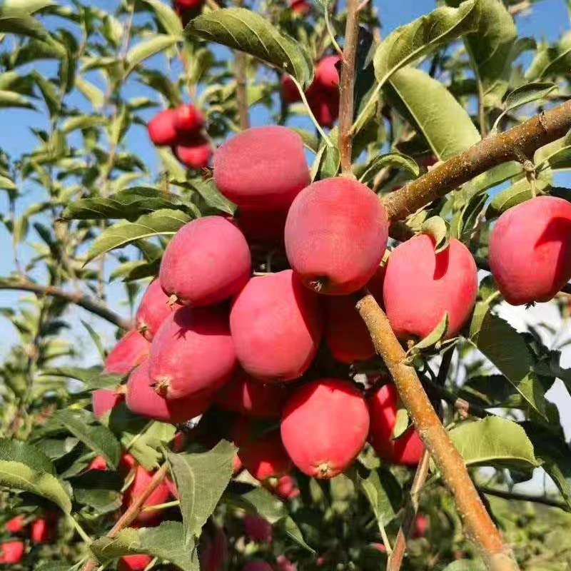 京东/顺丰包邮新疆香妃海棠果全国包邮