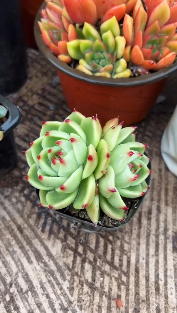 菟*多肉植物一物一拍19293