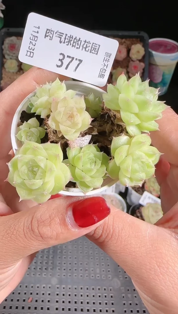 1123-377群生不包整