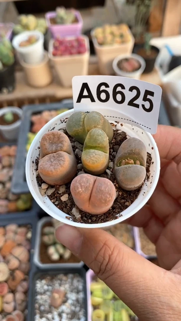 【闪购商品】6625直播一物一拍