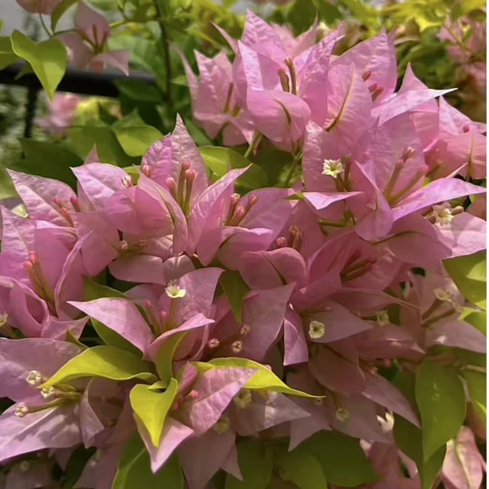 佰梅园 粉红豹三角梅扦插袋苗