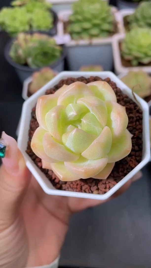 313蛋壳一物一拍