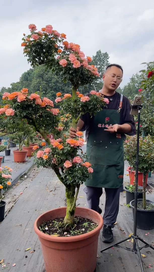 全部花朵好老桩斜飘造型月季花