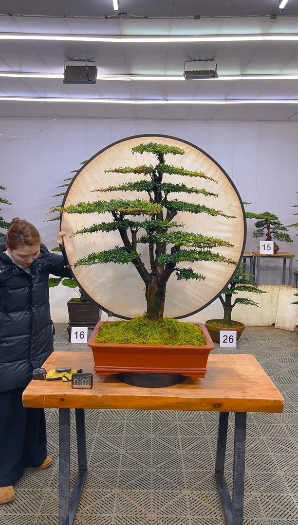 无花朵一物一拍一物一拍