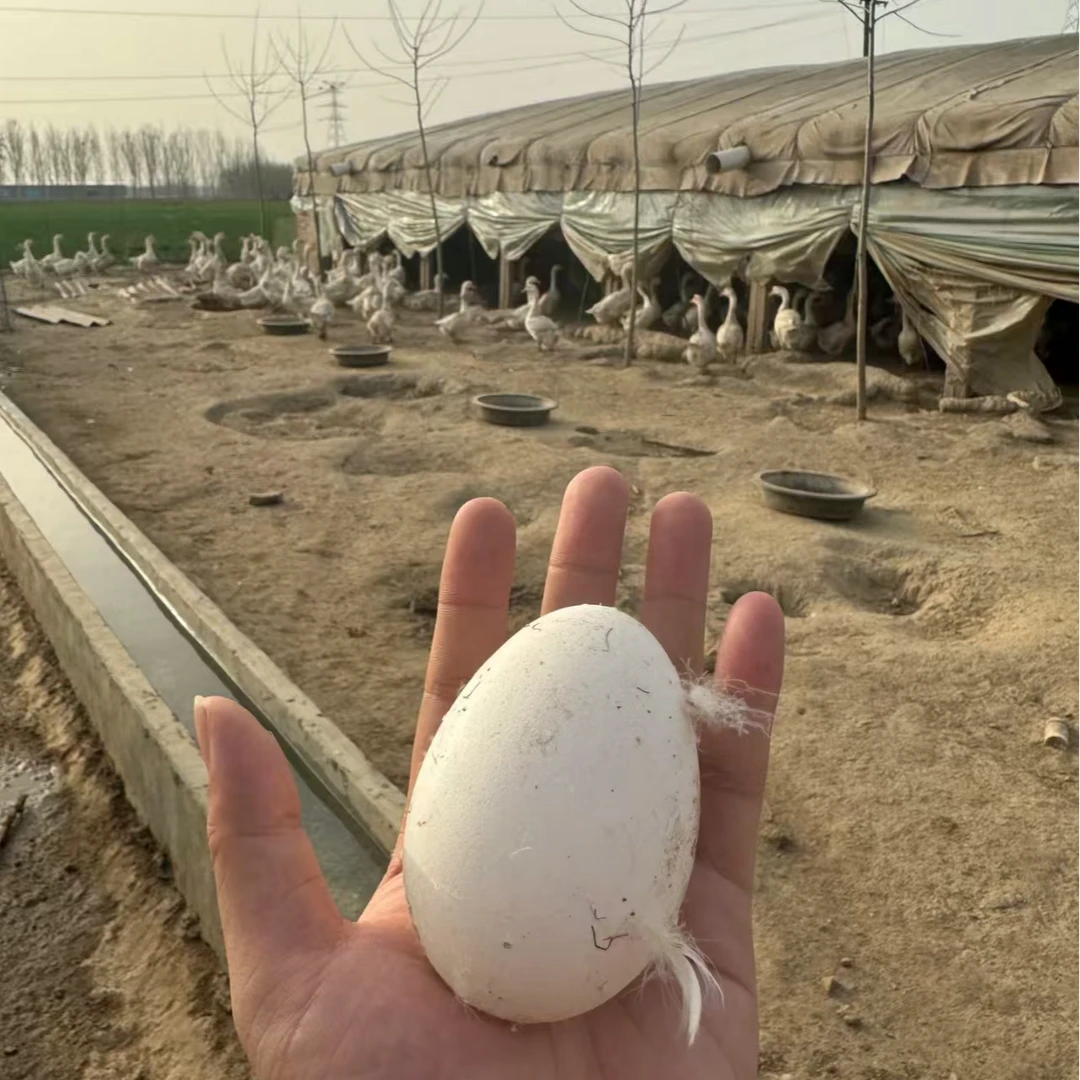 大号土120g-130g一整箱农家土林下鹅蛋新鲜农家散养