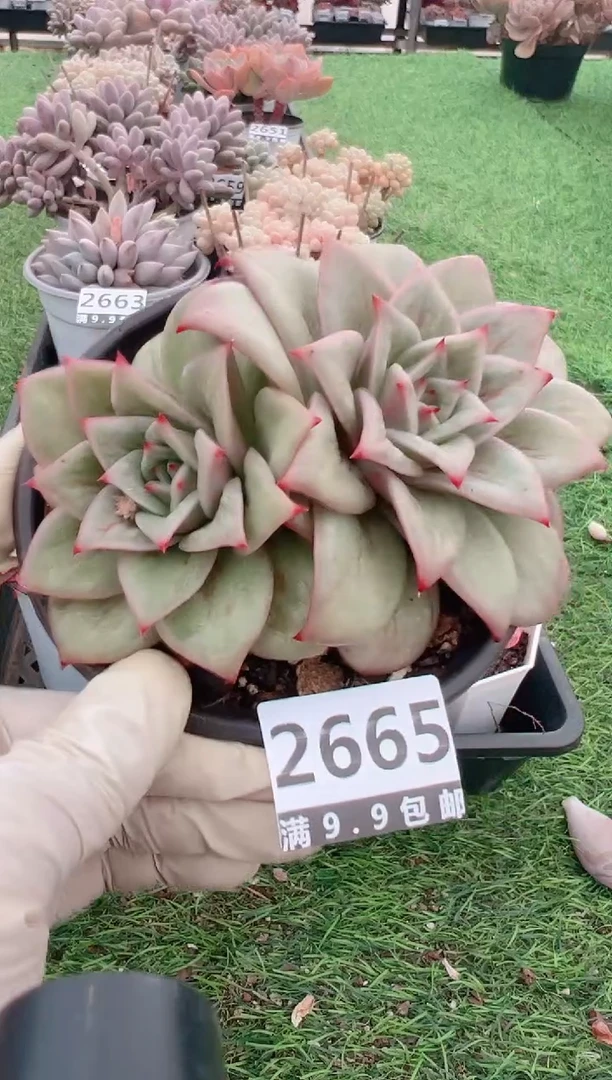 【闪购商品】信福多肉一物一拍