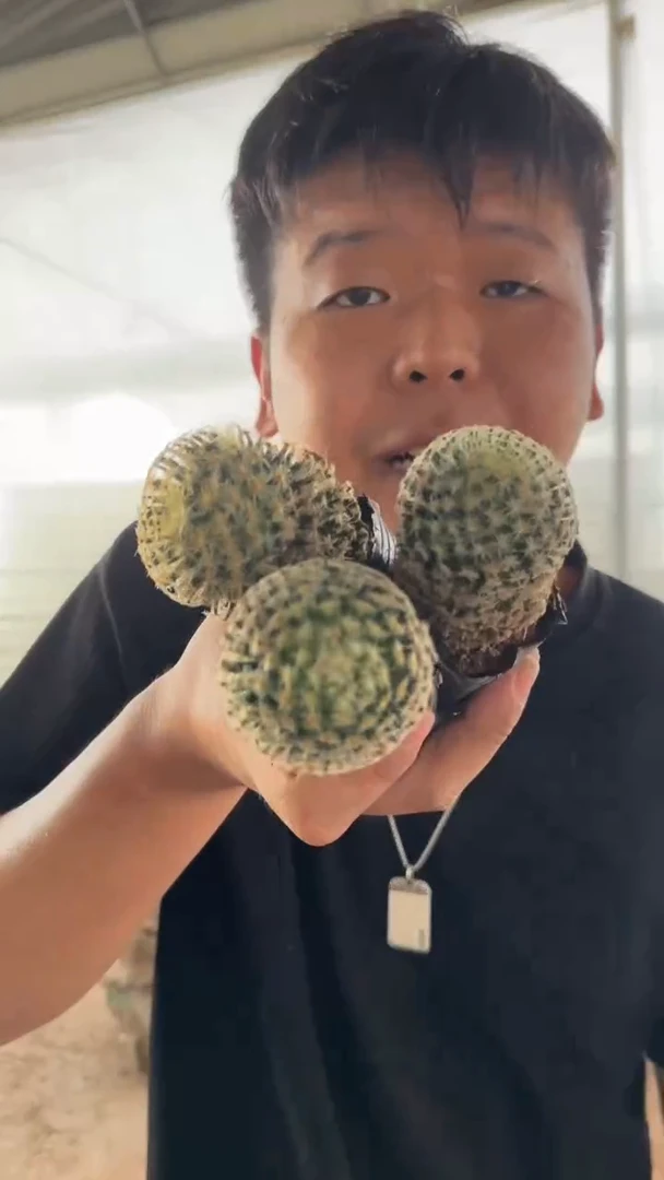 4颗 实生根 明星 不指定多头