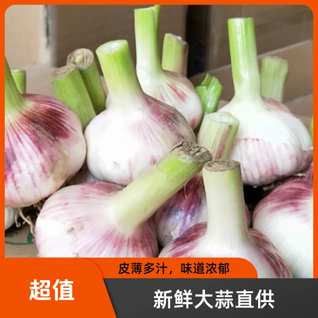 现挖新鲜紫皮多瓣大蒜可腌制糖醋蒜炒菜佳选山东河南大蒜头