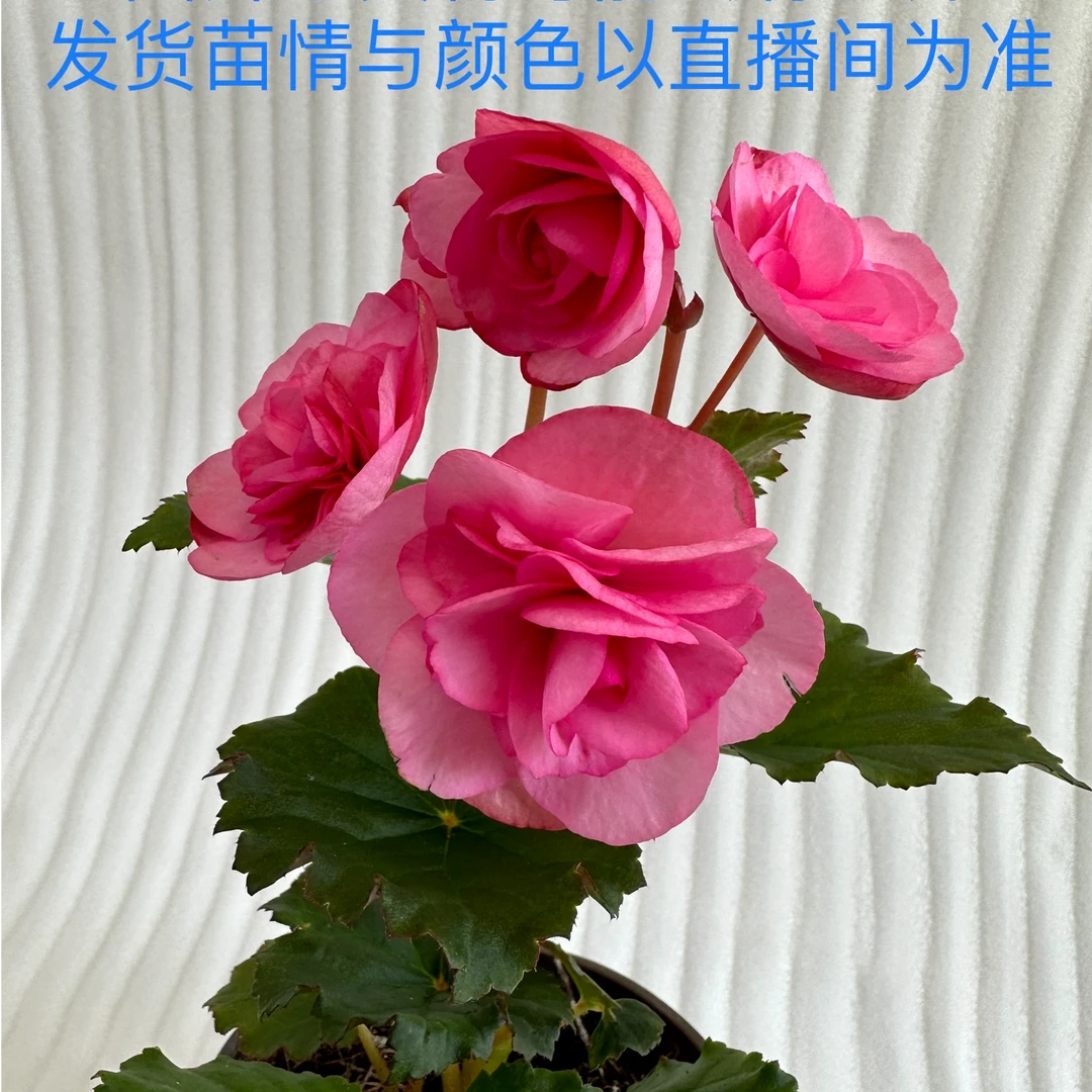 【飞翔粉】丽格海棠~每满2颗送1颗