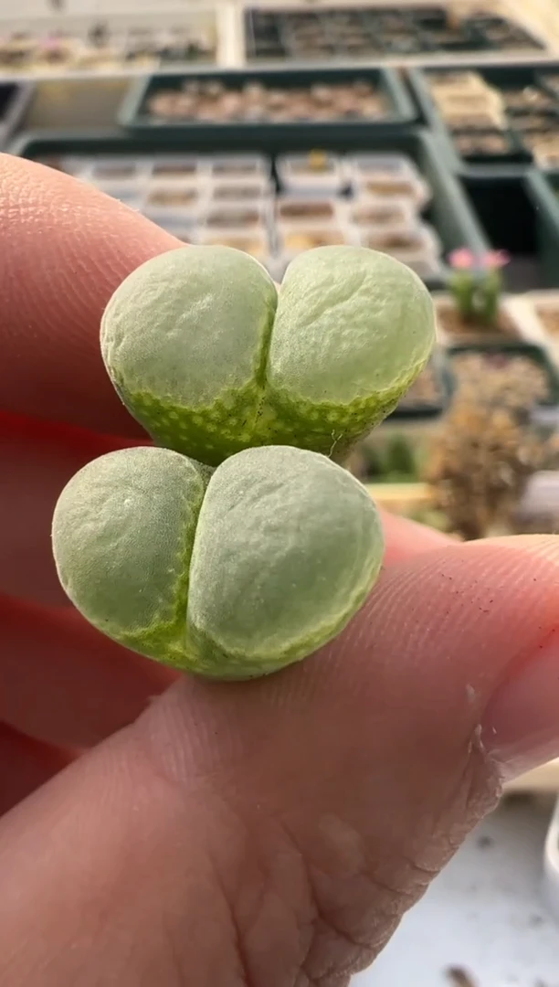 384好看的多肉冲冲冲