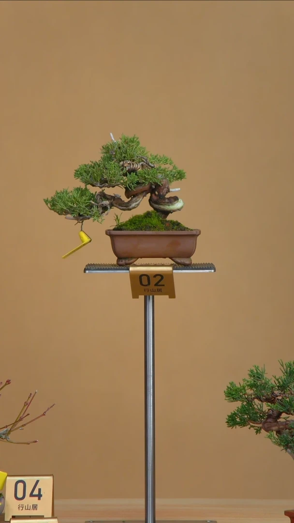 【闪购商品】真柏1650系渔川真柏