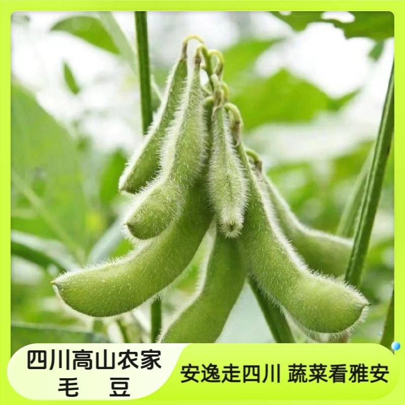 四川高山农家时令蔬菜新鲜特大青毛豆现摘带壳青豆豆粒冷链包邮
