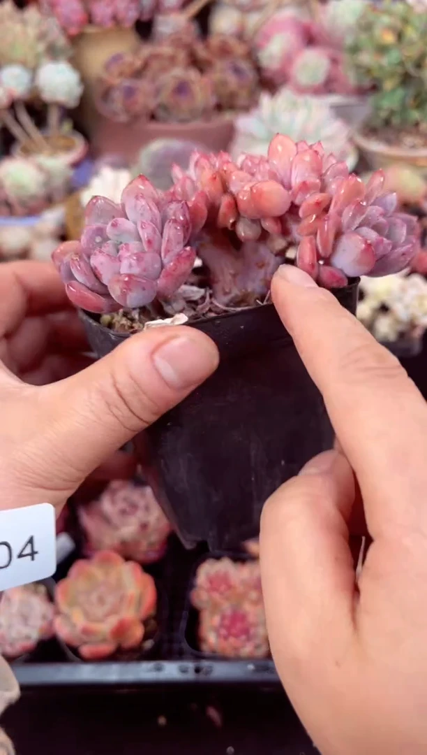 【闪购商品】5604粉珍妮缀化多肉