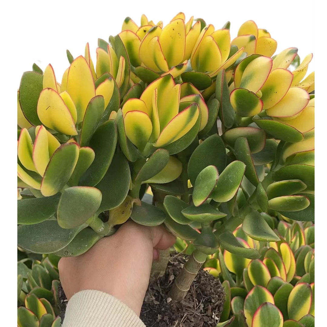 黄金玉树 好看好养 多肉植物 云南发货