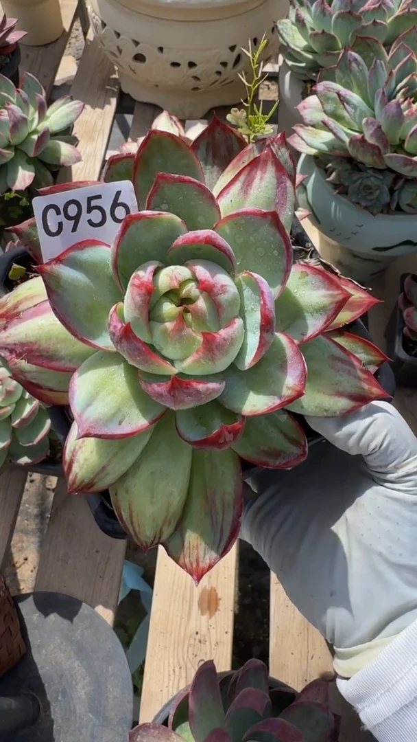 花*C956惊鸿仙子（展示为喷水效果）（裸根发货）