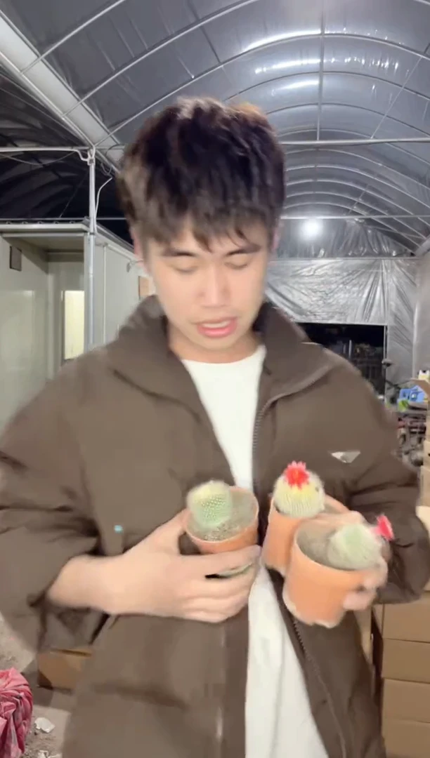 【闪购商品】4颗 白雪光 3-5cm