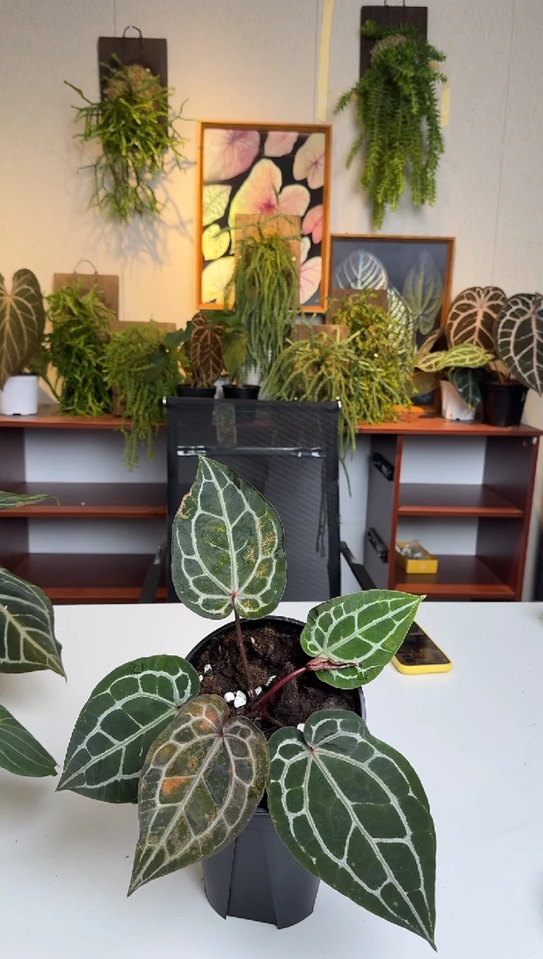 完全开放951   米歇尔