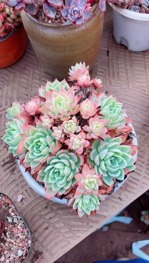 【闪购商品】08089