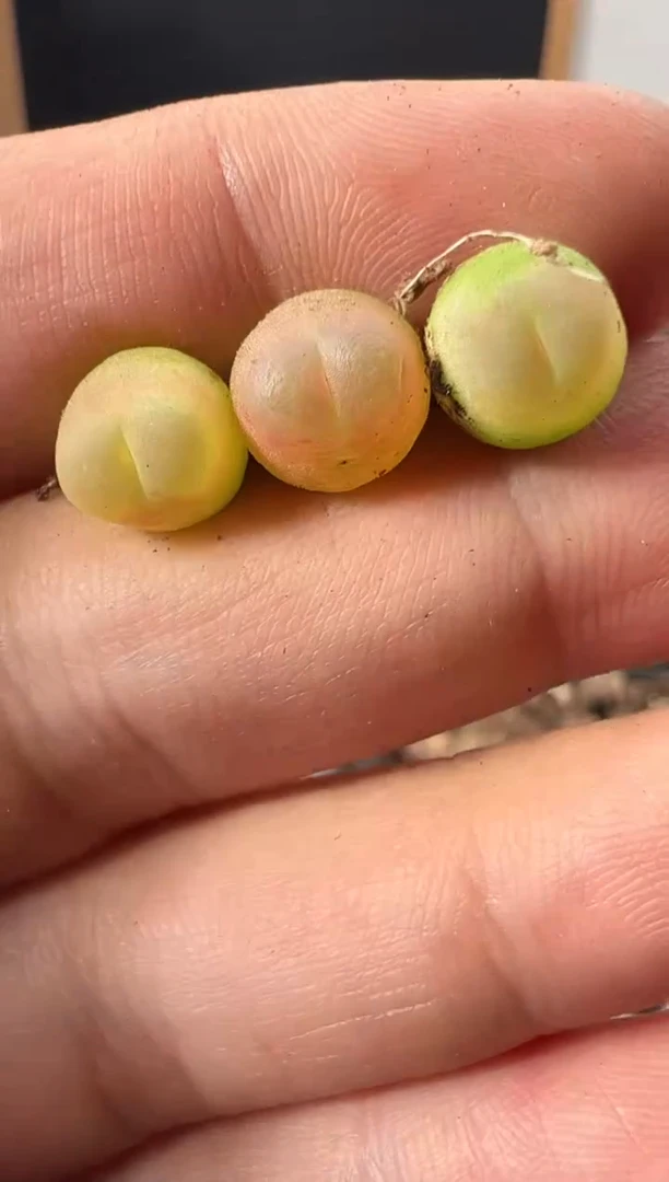 一物一拍     默认微瑕  469