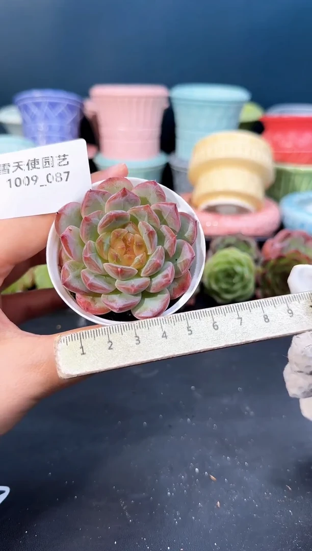 1009-  087青山 （冠幅 6 cm）