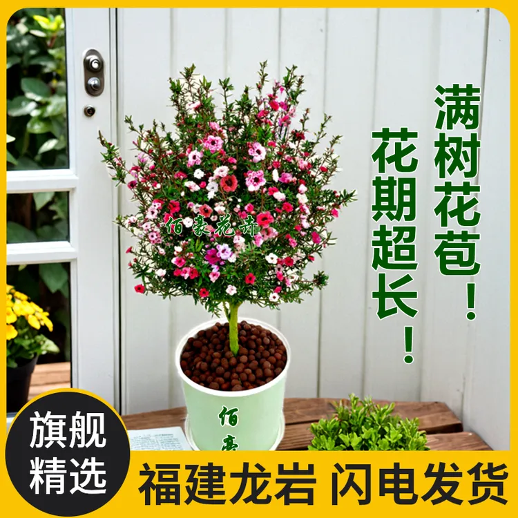 佰豪松红梅盆栽带花苞四季长青阳台花卉多色好养室内花期超长精选