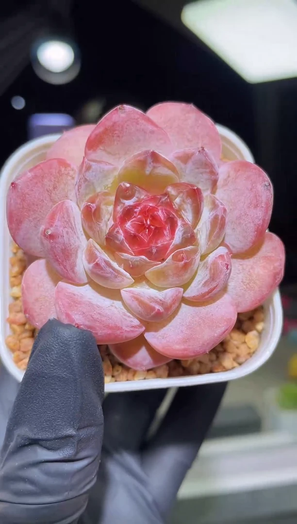 闪购1834  人鱼姬多肉一颗  5厘米