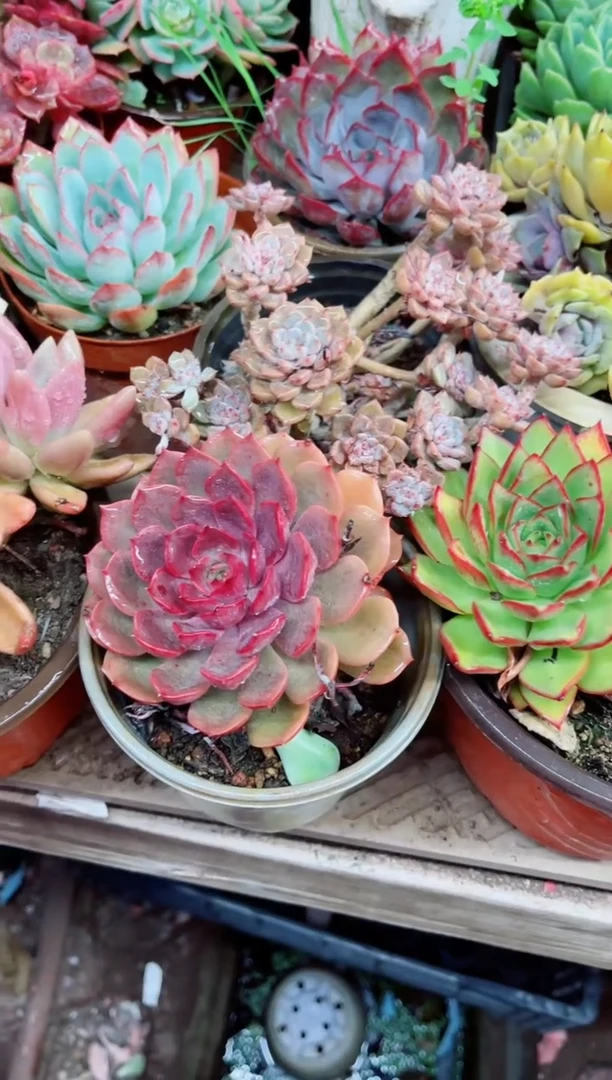 海*18006多肉植物一物一拍