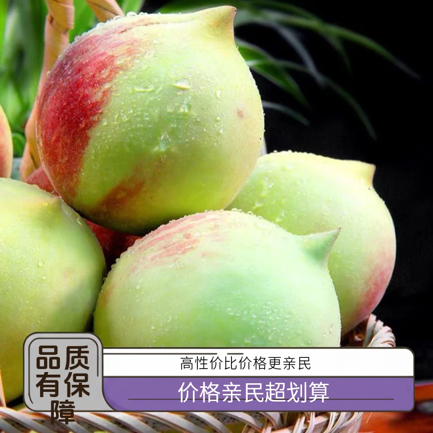 【正宗鹰嘴蜜桃】赣南原产地非广东上坪当季新鲜脆甜水蜜桃现摘现发