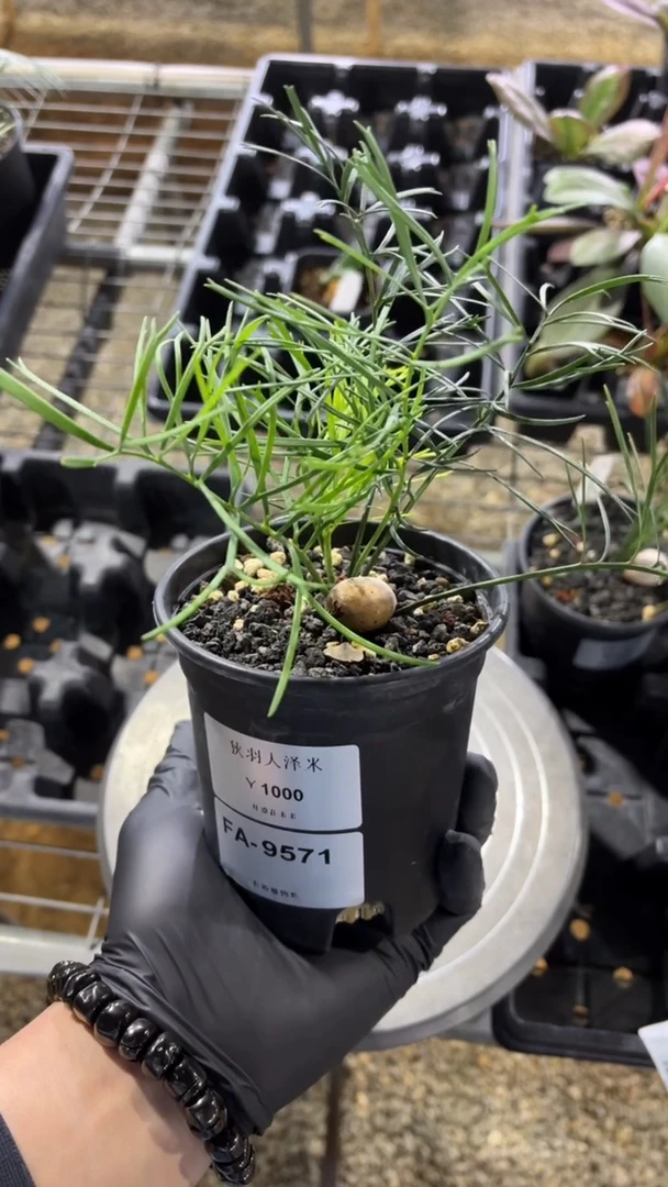 狭羽泽米铁FA-9571