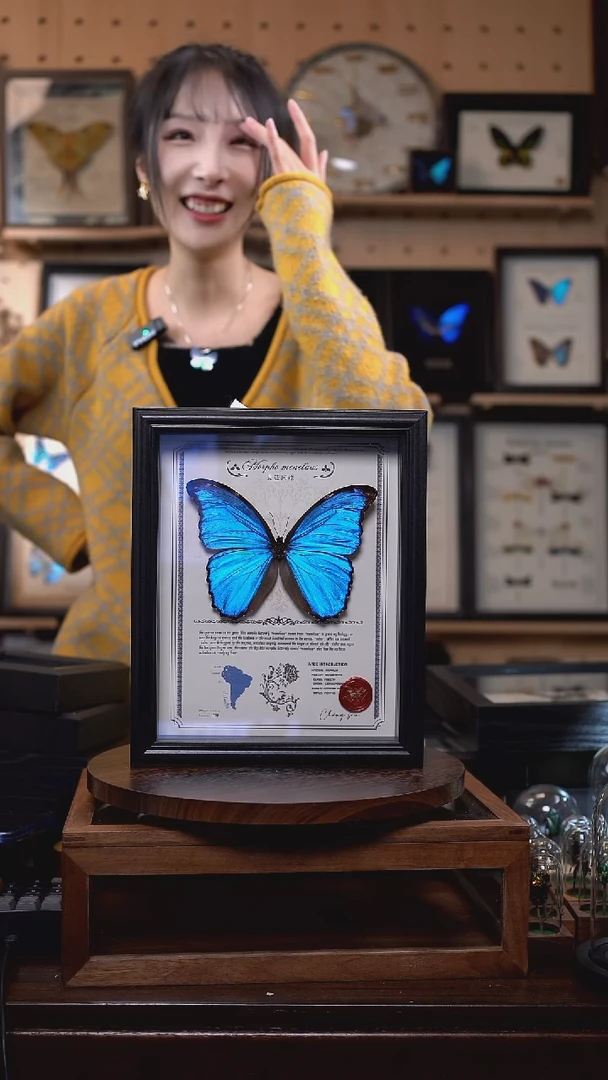 大蓝闪蝶豪华版10寸欧式框（带证书）