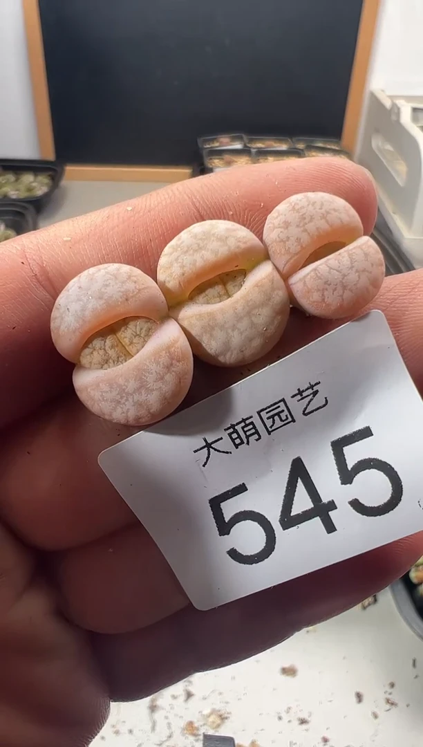 一物一拍                545