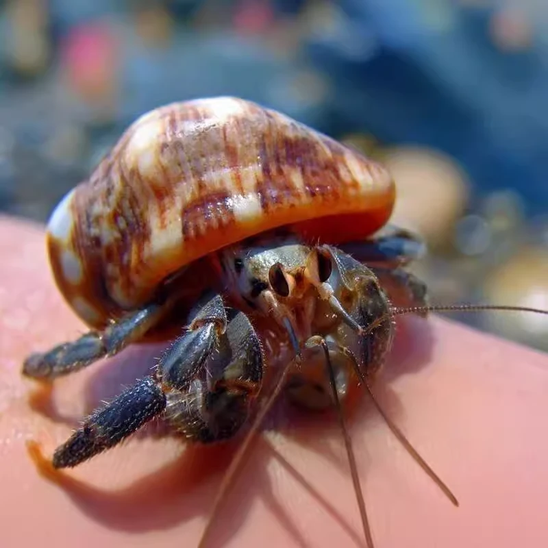 直播间选 差价链接寄居蟹