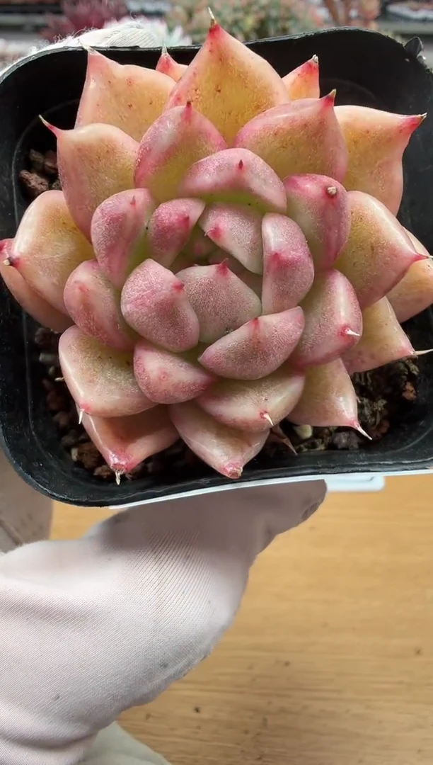 东云多肉园二店-200