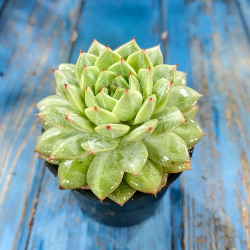 【百丽多肉】钻石暗纹雪花珍妮  老桩多肉植物批发 一单包邮福利品！