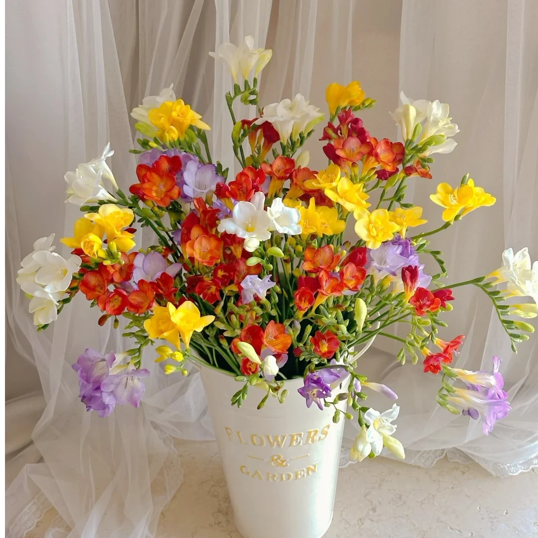 【香雪兰】精品小苍兰3把3色基地直发 | 云南鲜花包邮AK