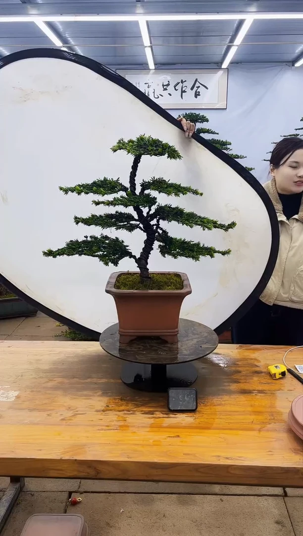 【闪购商品】高端盆景一物一拍，所见即所得