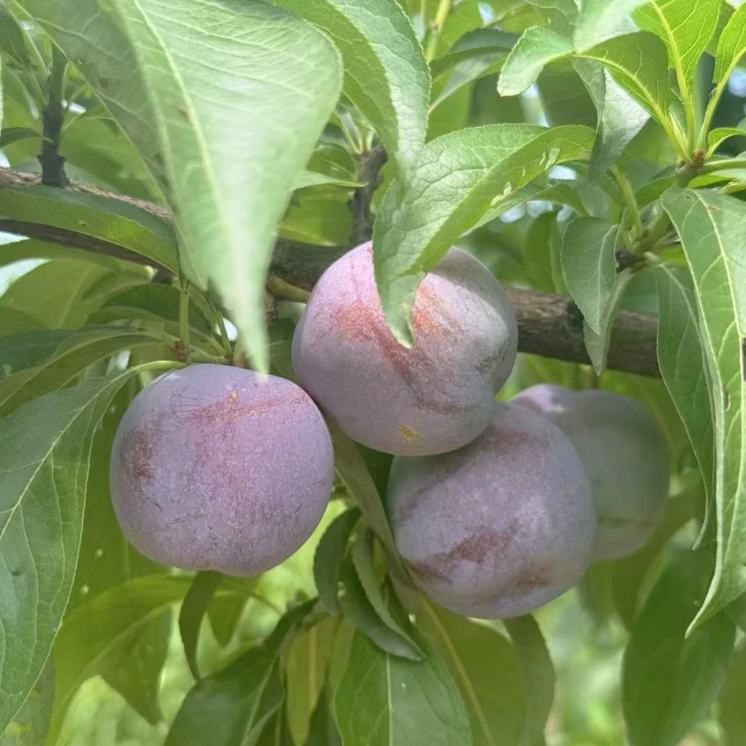 四川五月脆凤凰李新鲜应季水果脆甜多汁现摘现发