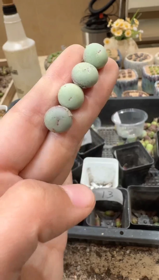 29-132多肉植物肉锥一颗