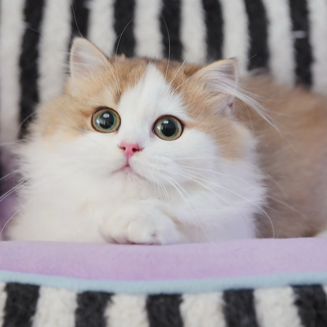 猫矮油米努特米妮妹妹