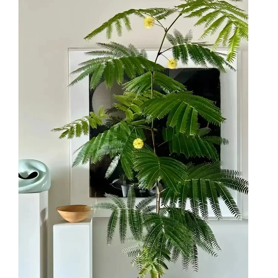 热带植物      加仑盆八枝条密叶猴耳环一颗   以直播间展示为准