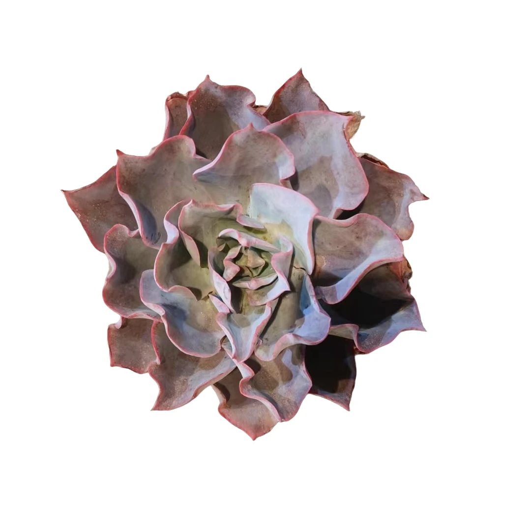 佳丽园艺  晚霞   粉丝多肉植物   综合链接