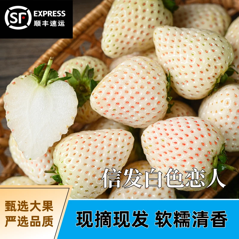 日晖白草莓信发农业国际SGS检查现摘现发顺丰包邮