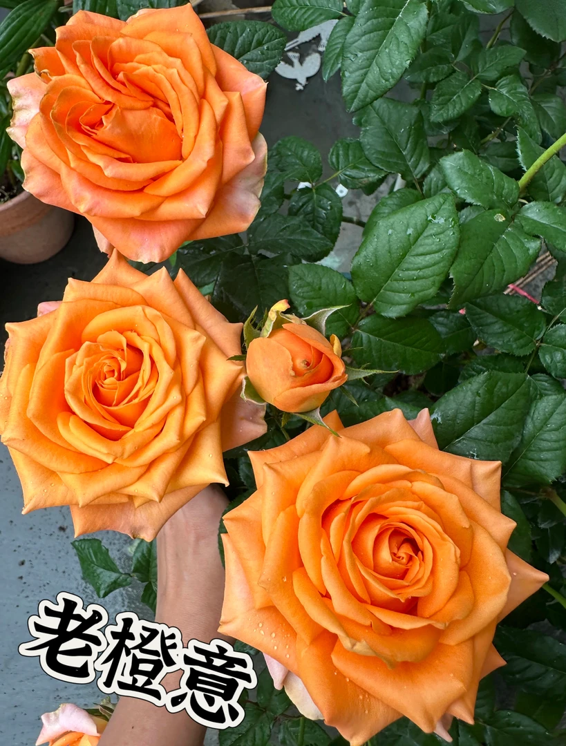 【老橙意】可儿茁时花园精选月季 精品根接露天苗切花抗病勤花
