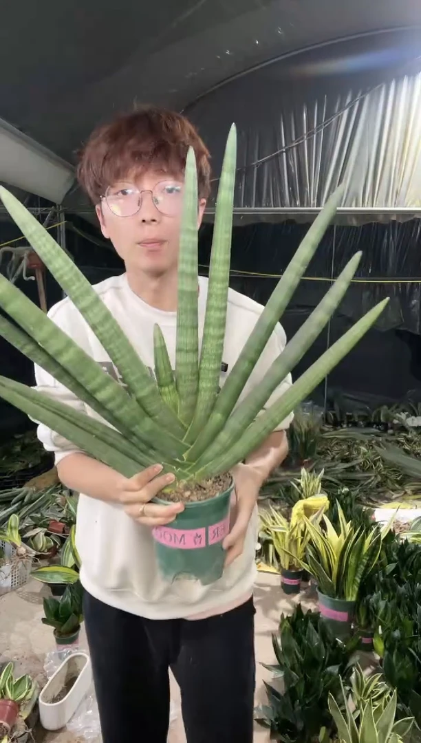 【闪购商品】超大号佛手兰带盆土28.8