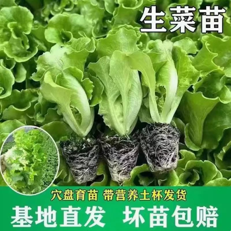 意大利生菜苗新鲜菜苗速生秧苗四季苗子蔬菜种植盆栽阳台带土