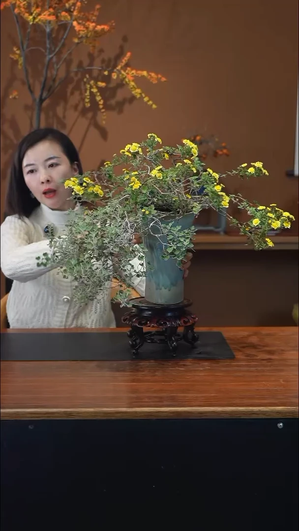 全部花朵雅菊盆景盆景盆景