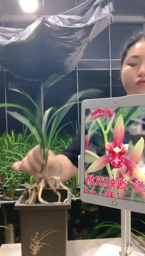 大部分开放少量花苞今***几小国魂