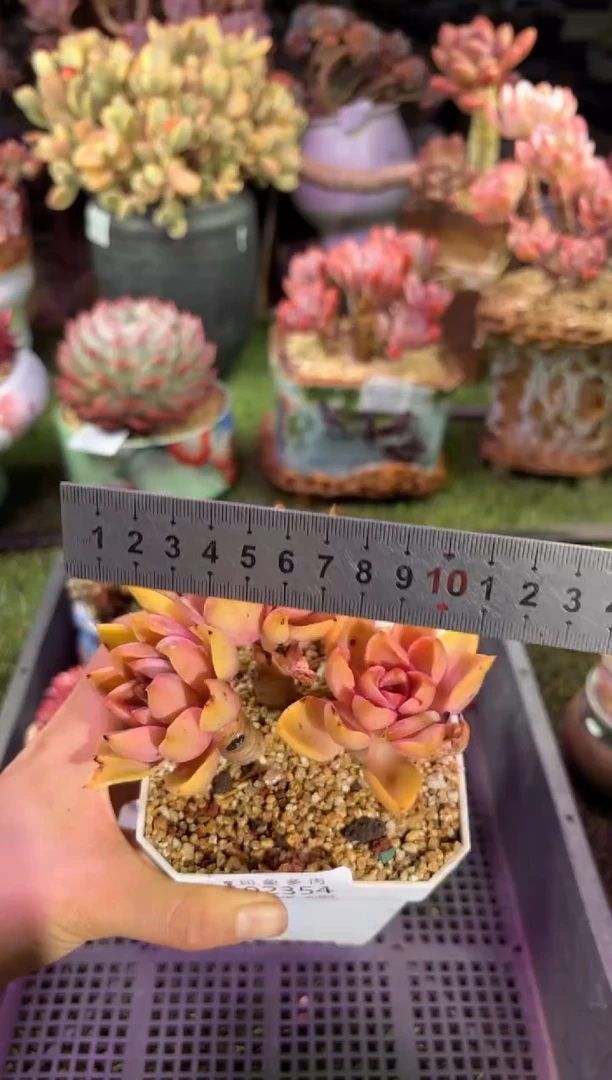 【闪购商品】02354