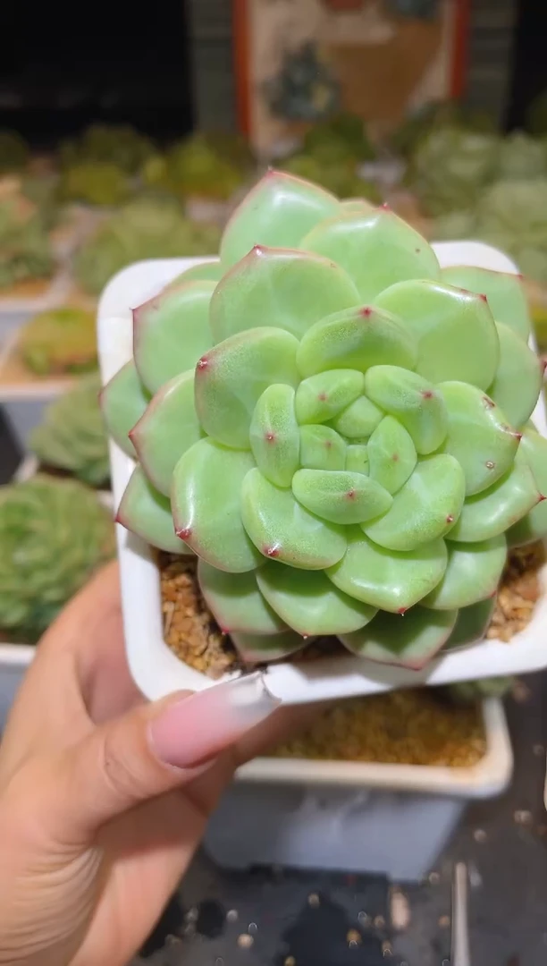 391  珍妮母本晾根  一物一拍