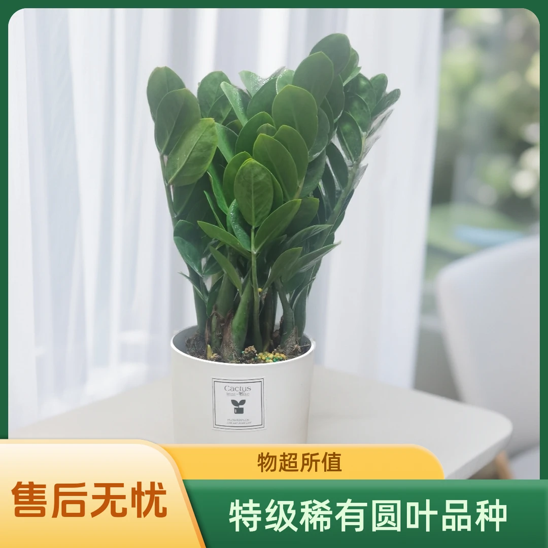 特级圆叶金钱树桌面柜上好养室内办公室家里小盆栽（高度：40-50cm）